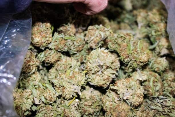 A pile of cannabis buds in a plastic bag