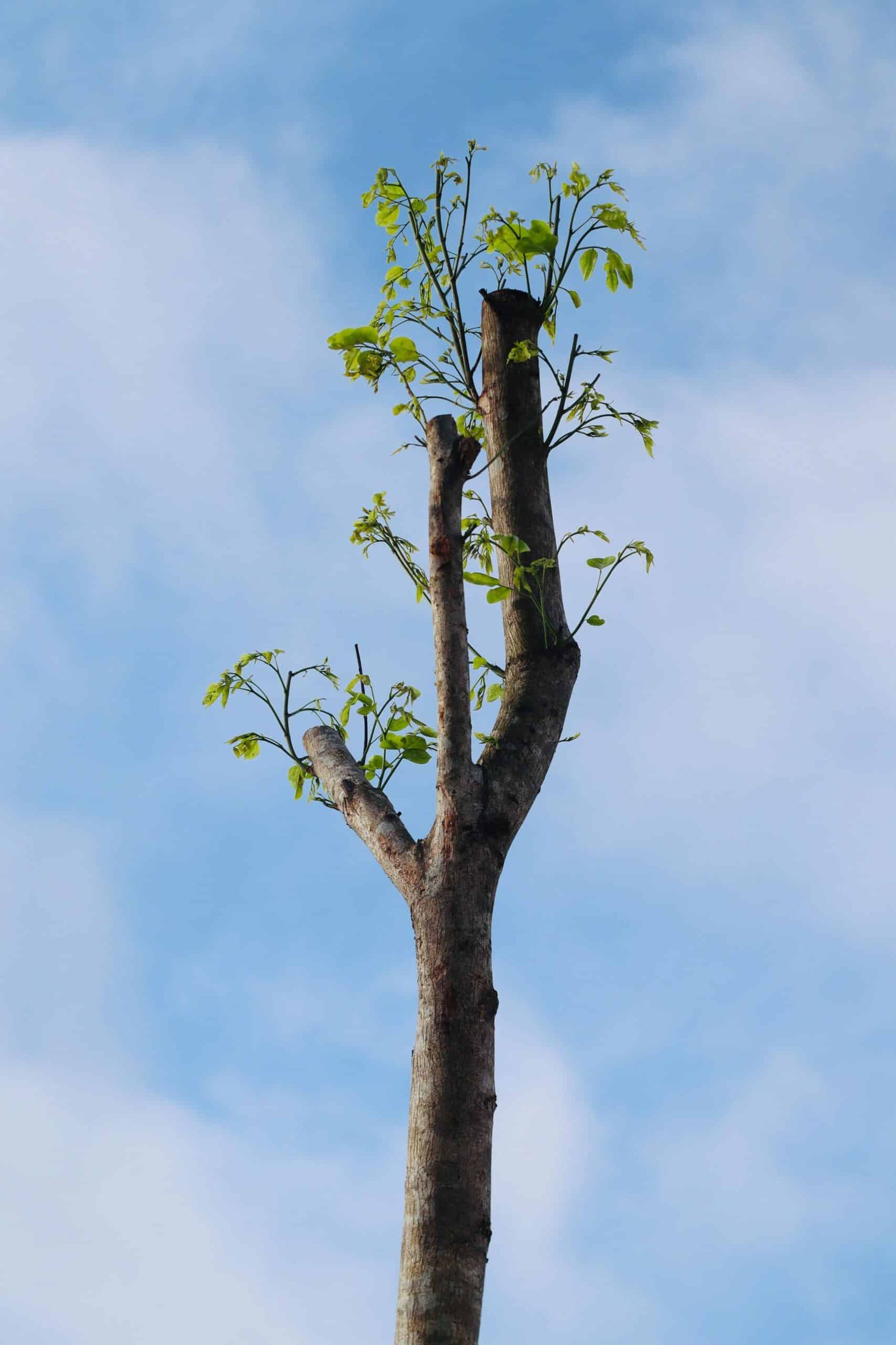Malaysia Budget 2026 Tree Photo